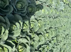 Зображення для оголошення Продам молоду капусто сорт алтус