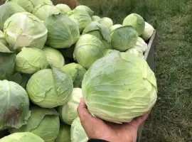 Зображення для оголошення Продам Агрессор. Капуста ідеальної якості. Бистра погрузка