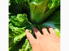 Зображення для оголошення Продам пекінську капусту