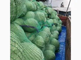 Зображення для оголошення Продам капусту Агресор і Продікус
