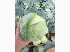 Зображення для оголошення Продам капусту