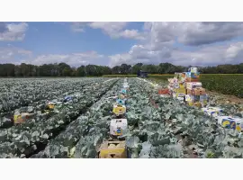 Зображення для оголошення Продам капусту відмінної якості