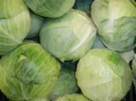 Зображення для оголошення Куплю білокачанну капусту