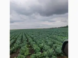 Зображення для оголошення Капуста від Виробника