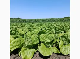 Зображення для оголошення Продам молоду картоплю та пекінську капусту від виробника з 5 тонн
