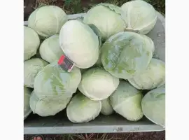 Зображення для оголошення Продам капусту від виробника сорт Агрессор