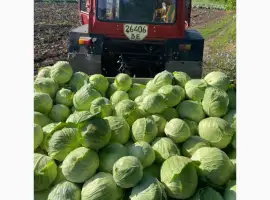 Зображення для оголошення Продам капусту середню сорт глорія