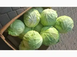 Зображення для оголошення Продам капусту