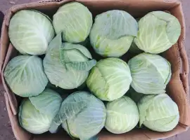 Зображення для оголошення Продам капусту