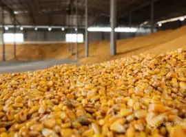 Продам кукурудзу