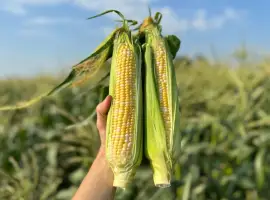 Продаємо з поля солодку кукурудзу Ракель