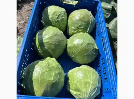 Зображення для оголошення Продам качественную капусту