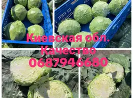 Зображення для оголошення Продам капусту
