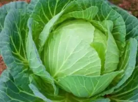 Зображення для оголошення Куплю капусту. Вся Україна