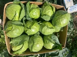 Зображення для оголошення Продам молоду капусту
