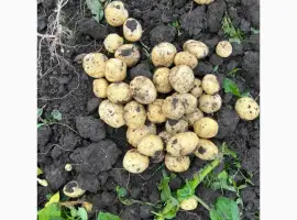 Зображення для оголошення Продаж Овочів