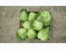 Зображення для оголошення Продам капусту молоду оптом від 10 тонн. Висока якість. Вінниця