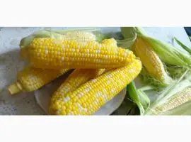 Продаємо з поля солодку кукурудзу Ракель