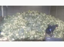 Зображення для оголошення Продам капусту