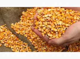 Продам кукурудзу