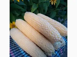 Качани цукрової кукурудзи сорту Добриня
