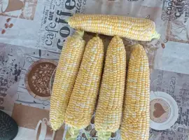 Продам цукрову кукурудза Ракель