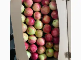 Зображення для оголошення Продам Яблука