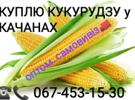 Куплю кукурудзу Ракель оптом
