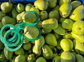 Зображення для оголошення Продам яблука