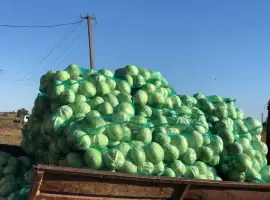 Капуста
