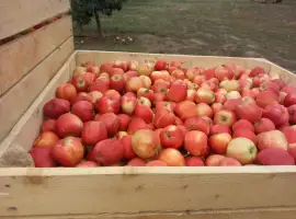 Зображення для оголошення Продам яблука