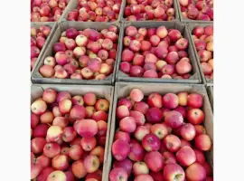 Зображення для оголошення Продам яблука Гала Маст