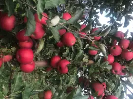 Зображення для оголошення Продам Яблока