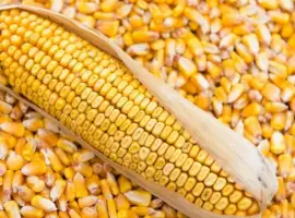Продам кукурудзу 50т зі складу за готівку