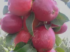 Зображення для оголошення Продам яблука сорт Моді