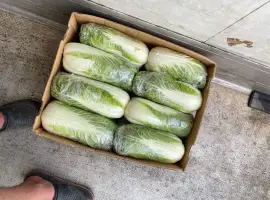 Зображення для оголошення Продам пекінську капусту