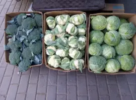 Зображення для оголошення Продам. Капусту