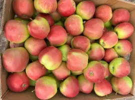 Зображення для оголошення Продам яблука оптом