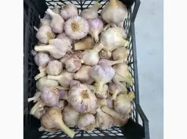 Зображення для оголошення Продам часник