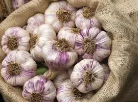 Зображення для оголошення Куплю часник і маленьку однозубку