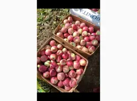Зображення для оголошення Продаж яблук Слава Героям
