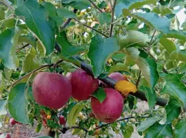 Зображення для оголошення Продам яблука