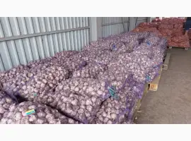 Зображення для оголошення Часник посадковий 1 репродукція Любаша