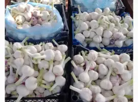 Продам часник фракція 3-6+ від тони і вище