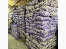 Продам крупний часник оптом багато тон