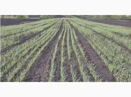 Продам часник оптом багато тон 1-20 тон