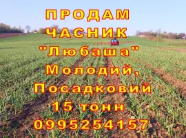 Зображення для оголошення 15 тонн ПРОДАМ ЧАСНИК Любаша Молодий Посадковий Матеріал Озимий Чеснок Молодой Посадочный