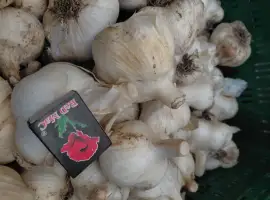 Зображення для оголошення Часник Рокамболь