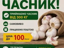 Зображення для оголошення Закуповуємо часник від 1 тони