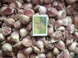 Часник на посадку сорту Любаша (1-ша репродукція)